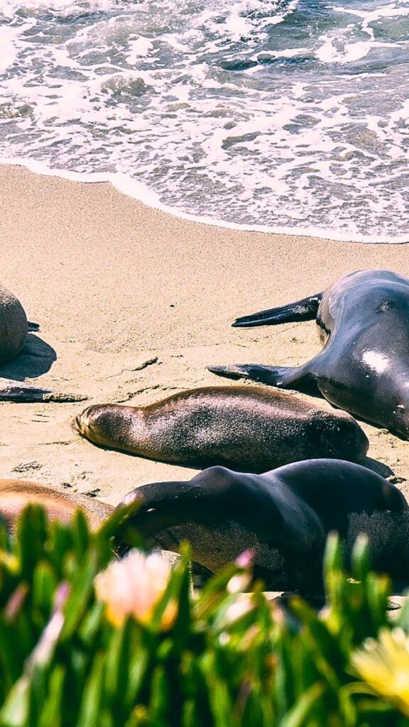 la jolla seals