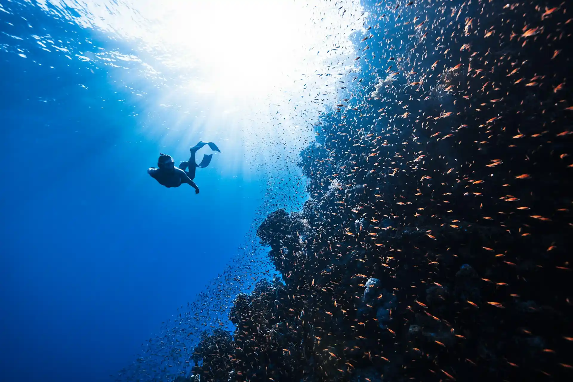 la jolla scuba diving san diego beach getaways